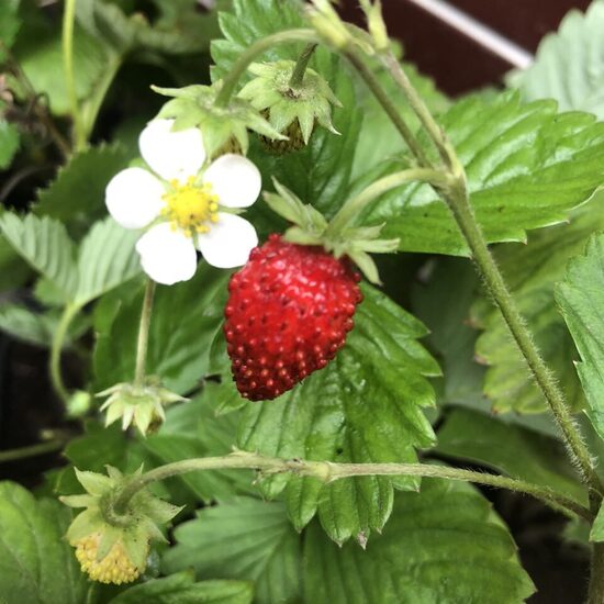 Земляника ремонтантная 